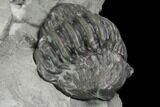 Wide Enrolled Flexicalymene Trilobite - Mt Orab, Ohio #85624-3
